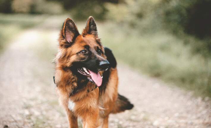 German Shepher