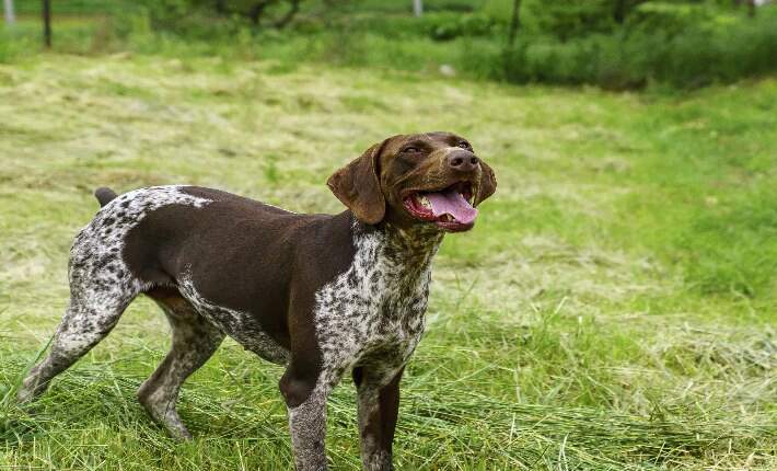 German Shorthair
